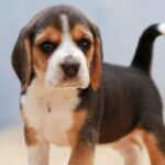 Beagle Puppy Thumbnail 2