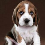 Beagle Puppy Thumbnail 3