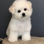 Bichon Frise Puppy Thumbnail 3