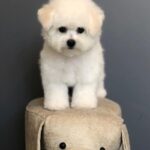 Bichon Frise Puppy Thumbnail 2