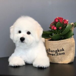 Bichon Frise Puppy