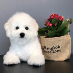 Bichon Frise Puppy Thumbnail 4
