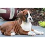 Boxer Puppy Thumbnail 3
