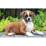 Boxer Puppy Thumbnail 2
