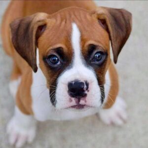 Boxer Puppy