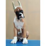 Boxer Puppy Thumbnail 5