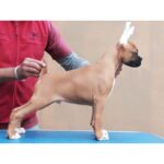 Boxer Puppy Thumbnail 6