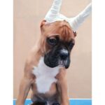 Boxer Puppy Thumbnail 7