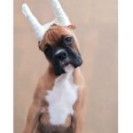 Boxer Puppy Thumbnail 8