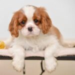 Cavalier King Charles Puppy Thumbnail 1