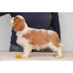 Cavalier King Charles Puppy Thumbnail 2