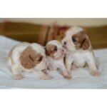 Cavalier King Charles Puppy Thumbnail 3