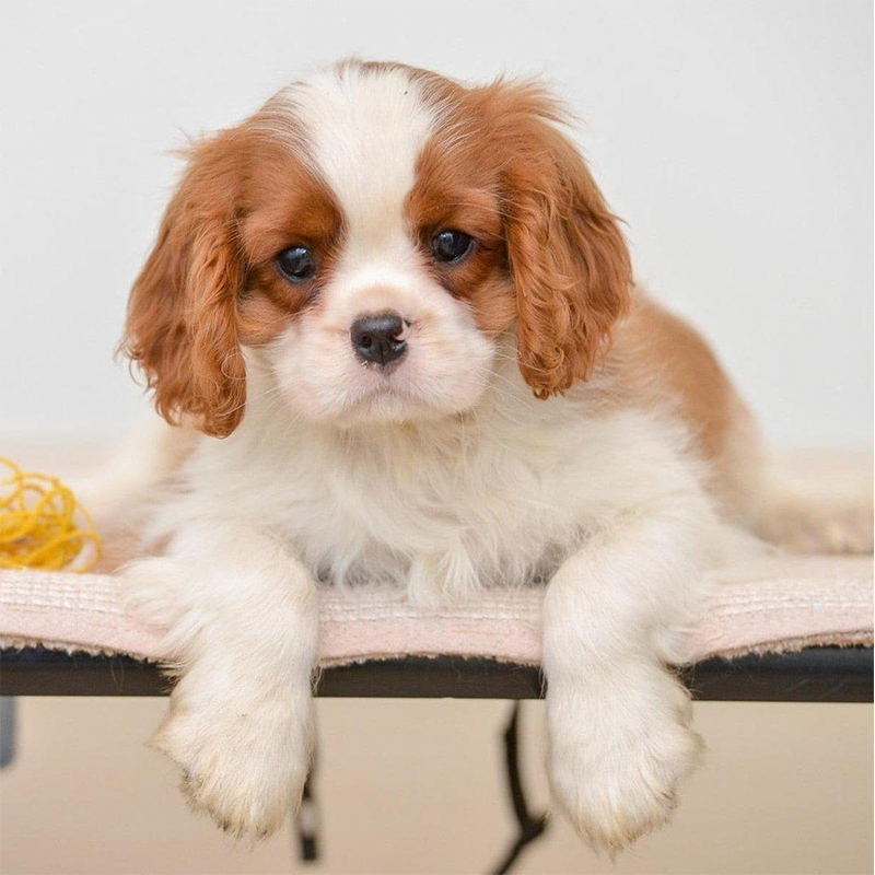 Cavalier King Charles Puppy