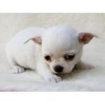 Chihuahua Puppy Thumbnail 4