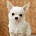 Chihuahua Puppy Thumbnail 1