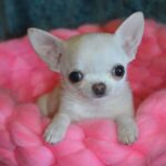 Chihuahua Puppy Thumbnail 2