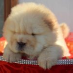 Chow Chow Puppy Thumbnail 1