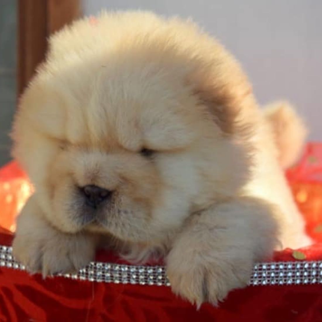 Chow Chow Puppy