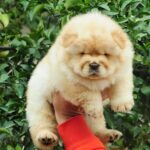 Chow Chow Puppy Thumbnail 2