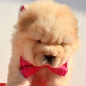 Chow Chow Puppy