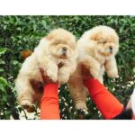 Chow Chow Puppy Thumbnail 3