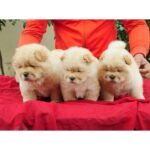 Chow Chow Puppy Thumbnail 4