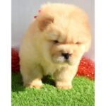 Chow Chow Puppy Thumbnail 5