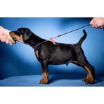 Dobermann Puppy Thumbnail 1