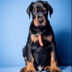 Dobermann Puppy Thumbnail 6