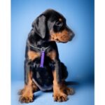 Dobermann Puppy Thumbnail 5