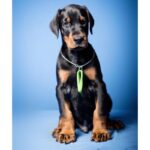 Dobermann Puppy Thumbnail 4
