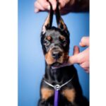 Dobermann Puppy Thumbnail 3