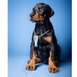 Dobermann Puppy Thumbnail 2