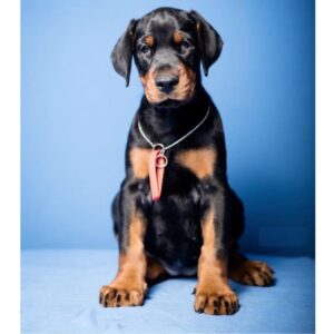 Dobermann Puppy