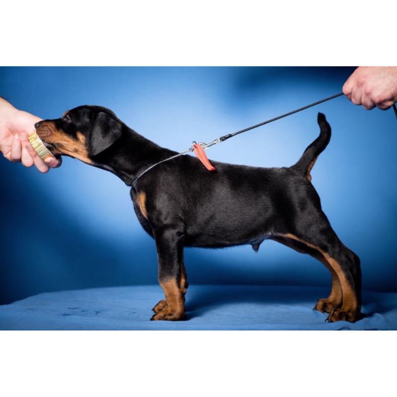 Dobermann Puppy