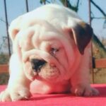 English Bulldog Puppy Thumbnail 4