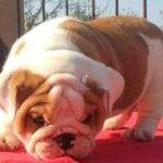 English Bulldog Puppy Thumbnail 3