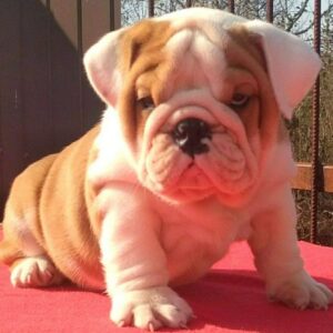 English Bulldog Puppy