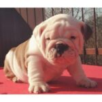 English Bulldog Puppy Thumbnail 2