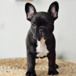 French Bulldog Puppy Thumbnail 5