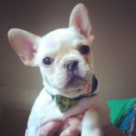 French Bulldog Puppy Thumbnail 4