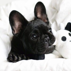 French Bulldog Puppy
