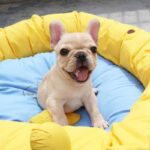 French Bulldog Puppy Thumbnail 3