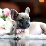 French Bulldog Puppy Thumbnail 2