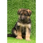 German Shepherd Puppy Thumbnail 2