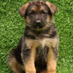 German Shepherd Puppy