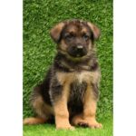 German Shepherd Puppy Thumbnail 8