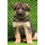 German Shepherd Puppy Thumbnail 7