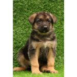 German Shepherd Puppy Thumbnail 6