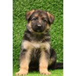 German Shepherd Puppy Thumbnail 5